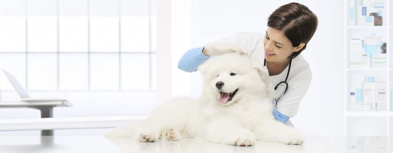 Veterinary examination dog veterinarian checks the ears dog on the table in vet clinic
