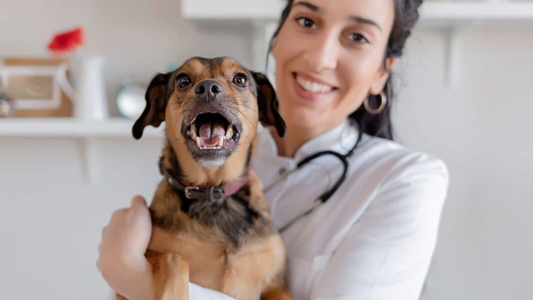 Female Vet With a Dog