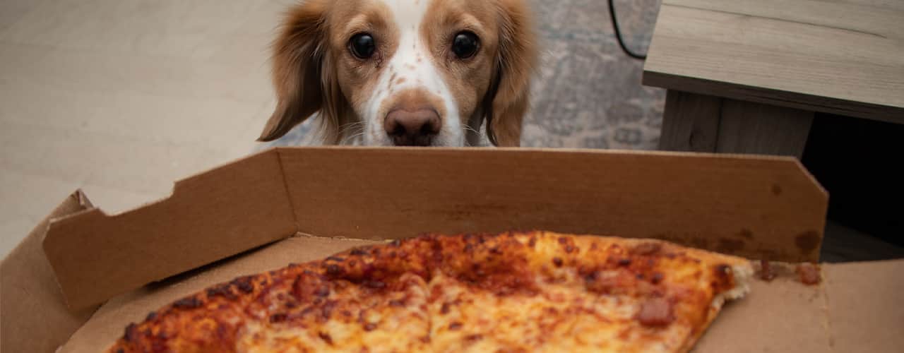 pizza and dog