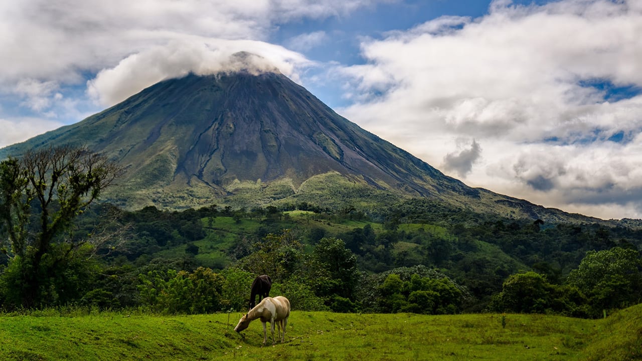 costa rica arenal with horses in pasture