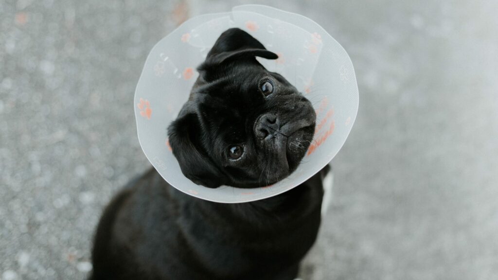 pug wearing a cone