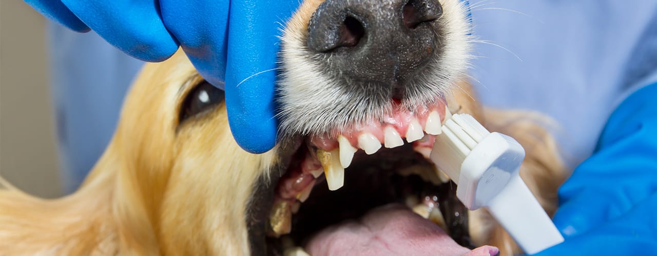 dog getting dental work at vet