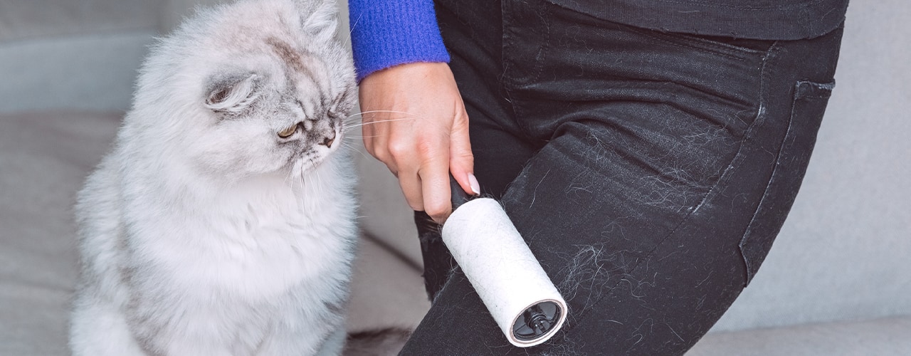 cat watching owner use lint roller on pants