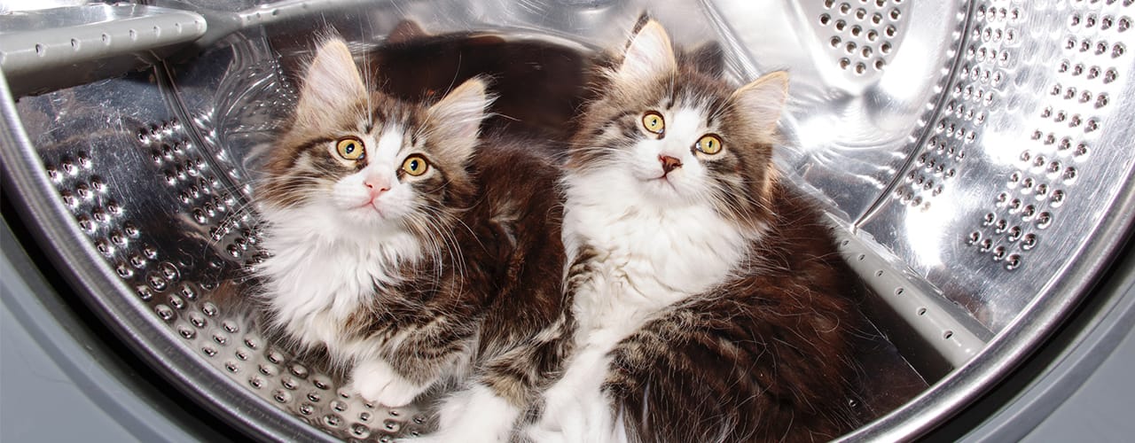 kittens in laundry machine