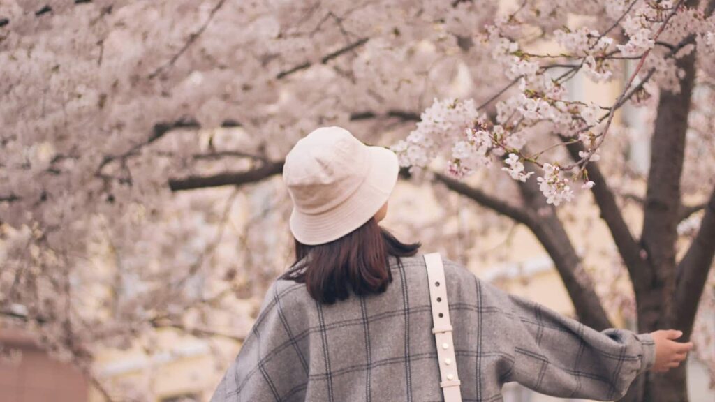 girl wearing hat under sakura cherry blossoms