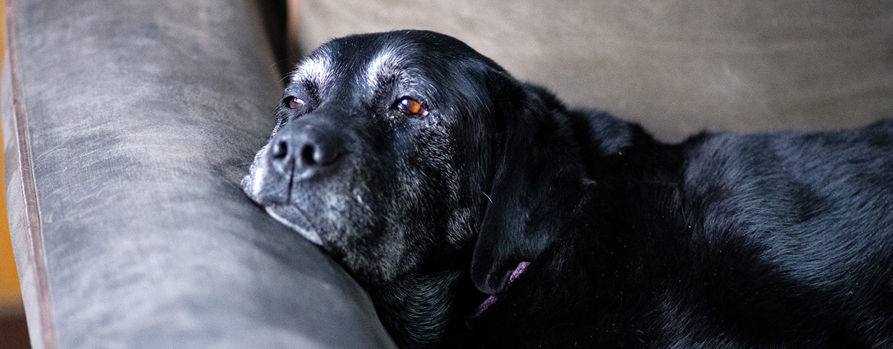 old dog on couch