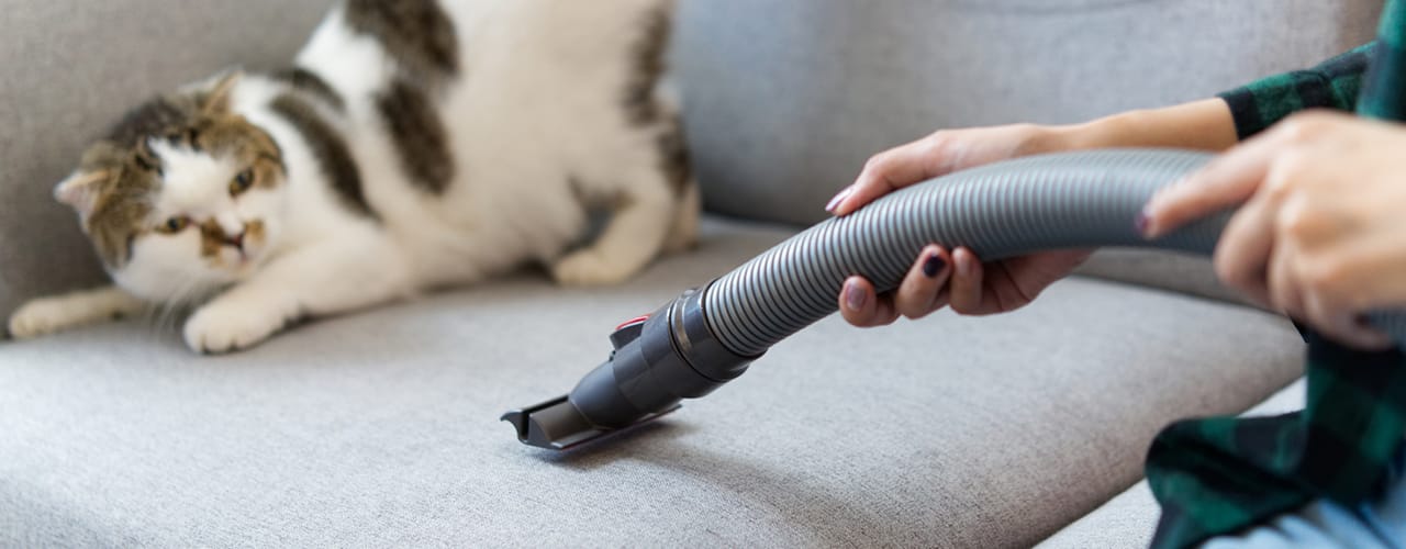 vacuum attachment and cat on couch