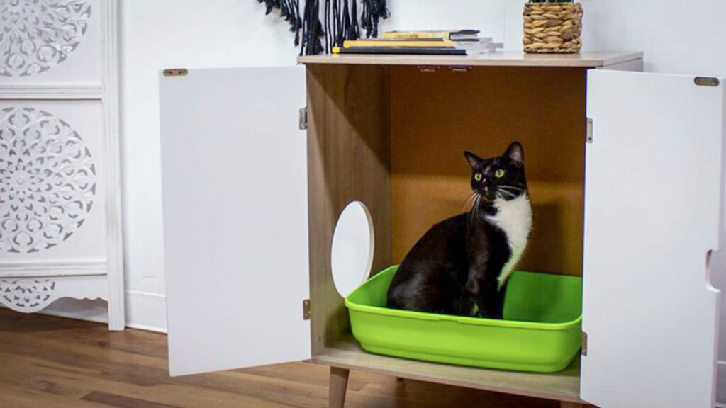 cat in furniture litter box