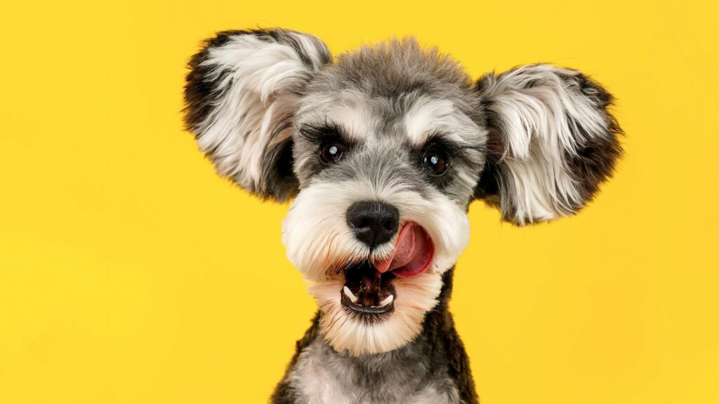dog on yellow background licking lips