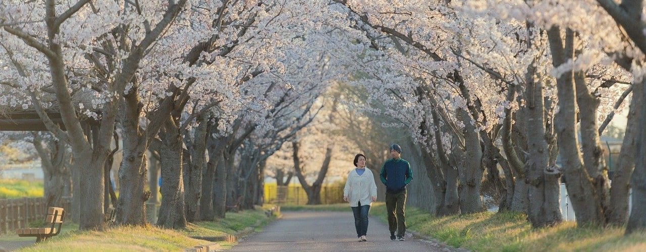 man and women walking under cherry blossums