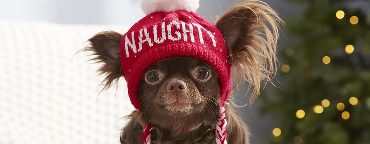 dog wearing christmas hat