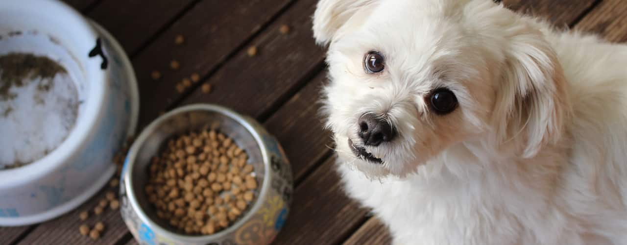 white dog with dog food