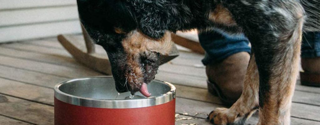 dog drinking water out of YETI dog bowl