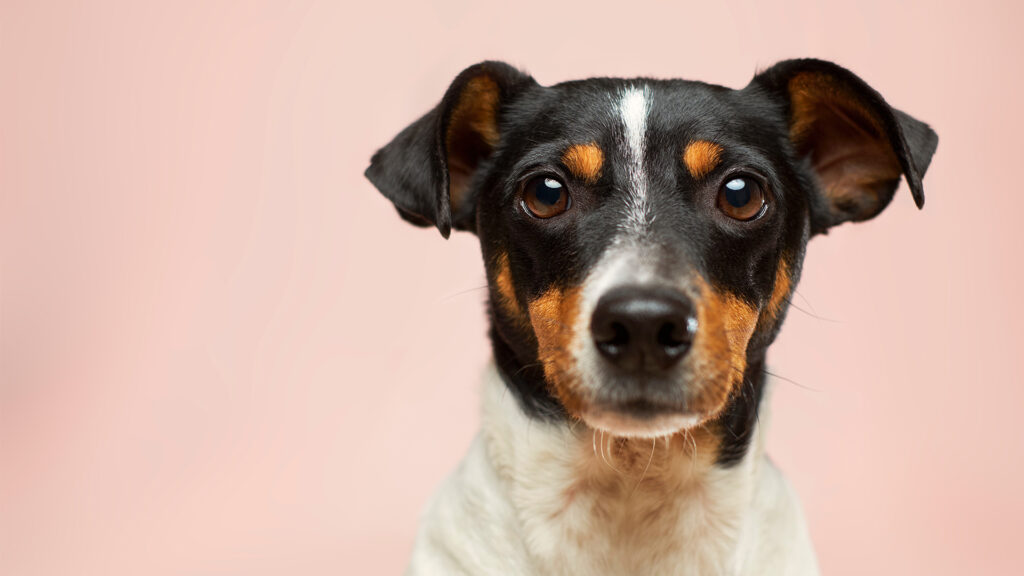 dog face close up on pink background