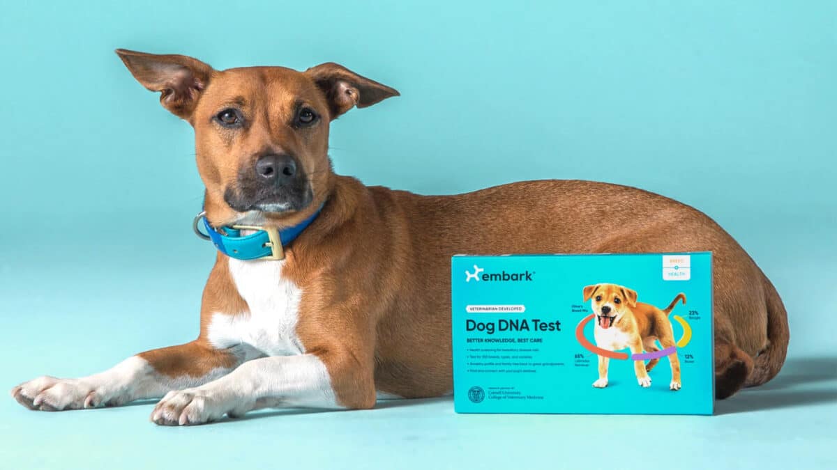 Embark dog DNA kit with dog